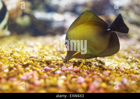 Le Zebrasoma flavescens tang (jaune) est un poisson de mer de la famille des Acanthuridae Banque D'Images