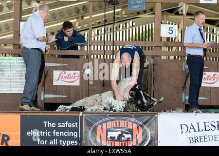 Harrogate, North Yorkshire, UK. 15 juillet, la concurrence de la tonte des moutons au Great Yorkshire Show le 15 juillet, 2015 à la Harrogate j Banque D'Images