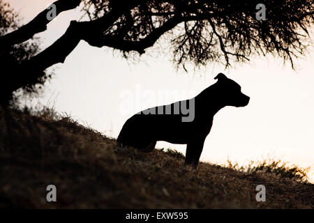 Profil de Silhouette chien adulte moyen assis sous l'arbre silhouette on hillside Banque D'Images