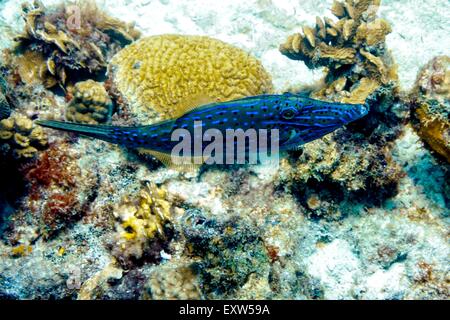 Griffonné des balistes natation autour du récif de coraux à Buddy dans Bonaire Banque D'Images