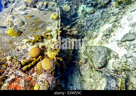 Coraux et éponges croissant sur l'épave à La Machaca Buddy's Reef dans Bonaire Banque D'Images