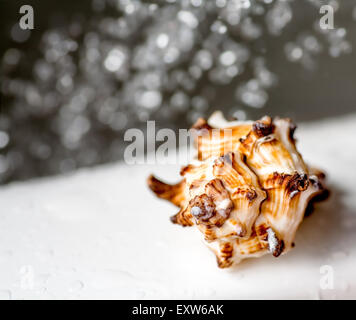 Sea Shell et gouttes d'eau de flou artistique en arrière-plan sur pa concept, copyspace Banque D'Images