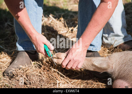 Gloucestershire (ou Gloucester) vieux cochon taches ayant sabots fraisée à chien Ferme de montagne à oeillet, Washington, USA Banque D'Images