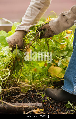 Femme arracher les mauvaises herbes et plantes indésirables comme des mauvaises herbes dans un jardin de légumes d'automne à Issaquah, Washington, USA Banque D'Images