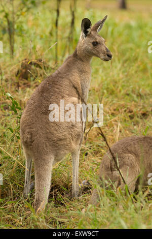 Kangourou gris de l'Est,Macropus giganteus , alerte et en regardant autour, vue de dos. Banque D'Images