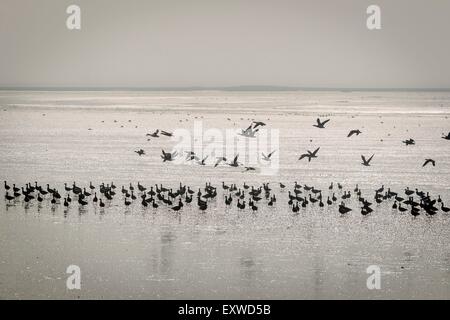 La Bernache cravant (Branta bernicla) dans la mer des Wadden, Dithmarschen, Allemagne Banque D'Images