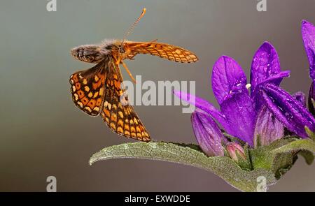 Marsh fritillary (Euphydryas aurinia) à une fleur Banque D'Images