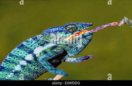 Chameleon collage hors de sa langue Banque D'Images