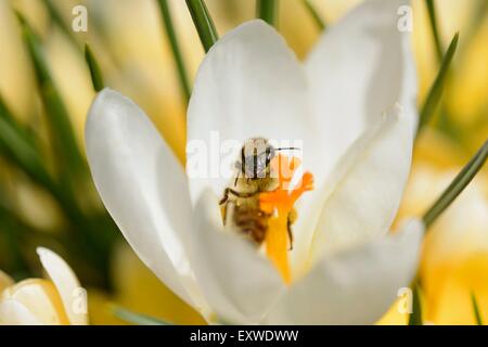 Abeille, Apis mellifera, sur un géant, Crocus Crocus vernus, Haut-Palatinat, Bavaria, Germany, Europe Banque D'Images