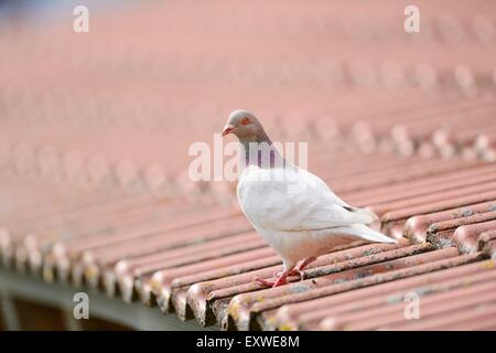 Pigeon Texan assis sur un toit Banque D'Images