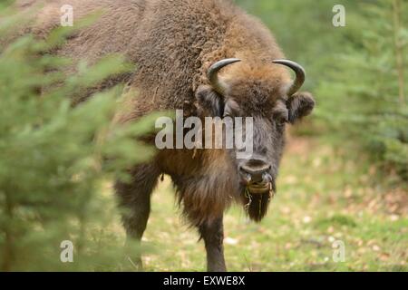 Bison d'Europe dans le Parc National de la forêt bavaroise, Allemagne Banque D'Images