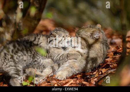 Deux chatons chat sauvage européen dans le Parc National de la forêt bavaroise, Allemagne Banque D'Images