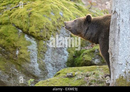 Ours brun dans le Parc National de la forêt bavaroise, Allemagne Banque D'Images