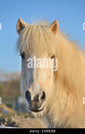 Islandic horse, Haut-Palatinat, Bavaria, Germany, Europe Banque D'Images