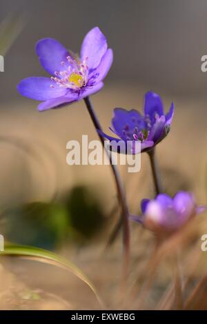 L'hépatique, anemone hepatica, Haut-Palatinat, Bavaria, Germany, Europe Banque D'Images