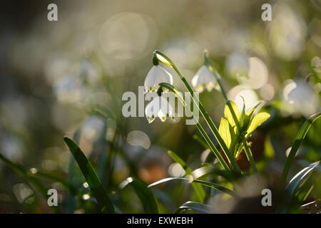 Printemps Leucojum vernum, flocons, Haut-Palatinat, Bavaria, Germany, Europe Banque D'Images