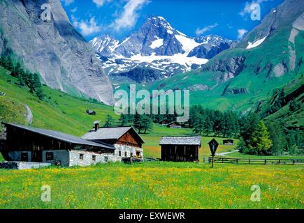 Prairie alpine à Lucknerhaus wit Grossglockner, Tyrol, Autriche Banque D'Images