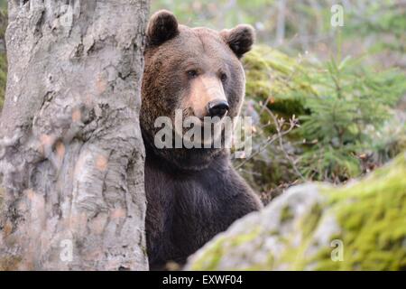 Ours brun dans le Parc National de la forêt bavaroise, Allemagne Banque D'Images