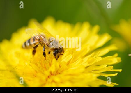 Close-up d'une abeille sur une fleur de pissenlit Banque D'Images