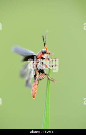 Close-up du soldat beetle Cantharis fusca sur une tige d'herbe Banque D'Images