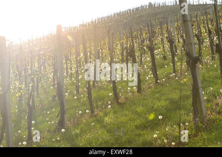 Vignoble au printemps, en Styrie, Autriche Banque D'Images