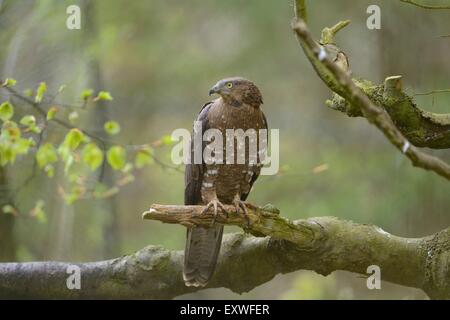 Buse variable sur une branche dans la forêt de Bavière, Allemagne National Park Banque D'Images