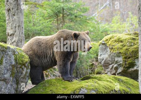 Ours brun dans le Parc National de la forêt bavaroise, Allemagne Banque D'Images