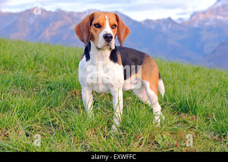 Mâle Beagle standing in meadow, alerte Banque D'Images