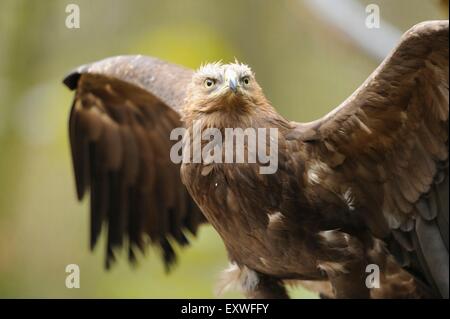 L'aigle pomarin Bavarian Forest National Park, Allemagne Banque D'Images