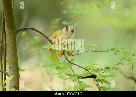 Politique singe écureuil (Saimiri sciureus) sur un arbre Banque D'Images