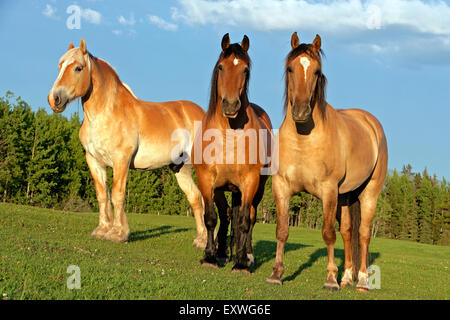 Belgique chevaux de debout ensemble dans un pré, la lumière du soleil du soir Banque D'Images