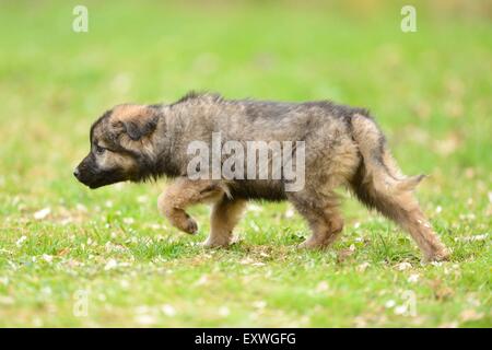 Mixed breed dog puppy dans un jardin Banque D'Images