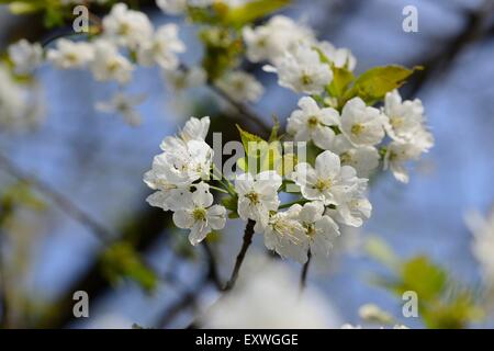 Close-up of wild Cherry Blossoms Banque D'Images