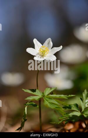 Close-up of blooming anémone des bois Banque D'Images