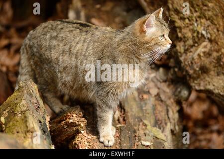 Chat Sauvage Européen (Felis silvestris silvestris) dans le Parc National de la forêt bavaroise, Allemagne Banque D'Images