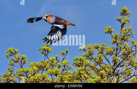 Coccothraustes coccothraustes Hawfinch, Banque D'Images