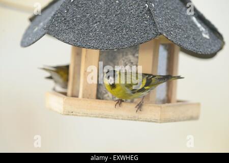 Tarin des pins (Carduelis spinus eurasienne) à un nourrissage en hiver Banque D'Images