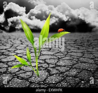 Green plant growing trough dead soil Banque D'Images