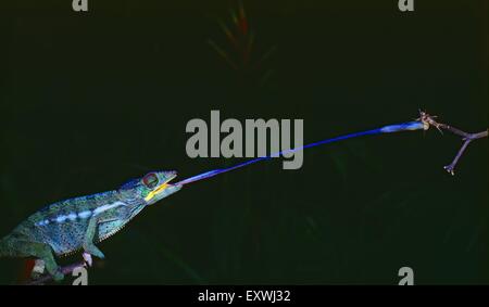 Chameleon sticking out tongue Banque D'Images