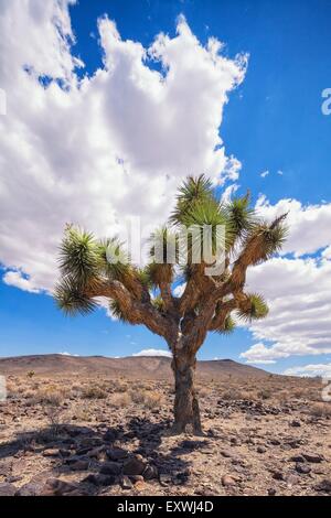 Joshua Tree, Death Valley, California, USA Banque D'Images