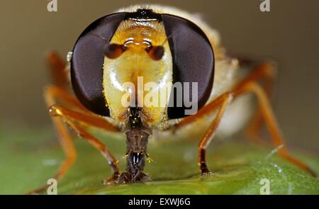 Episyrphus balteatus hoverfly, marmelade, sucer Banque D'Images