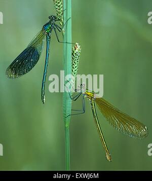 Deux demoiselles Calopteryx splendens, bagués Banque D'Images