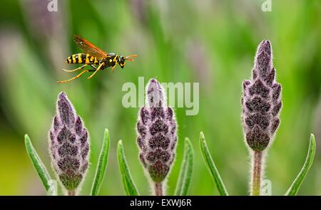 Lavande, Lavandula stoechas, et Polistinae Banque D'Images