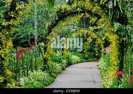 Jardin des Orchidées, Singapore City, Singapore, Asia Banque D'Images