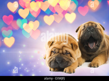 Deux Shar-pei chiots dans l'amour Banque D'Images