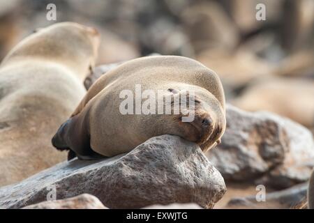 Brown fur seal dormant sur un rocher Banque D'Images