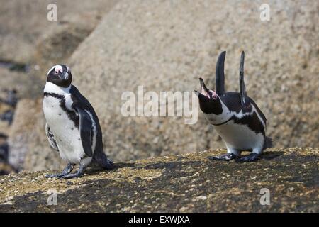 Pingouins africains à Boulder Beach, Simon's Town, Afrique du Sud Banque D'Images