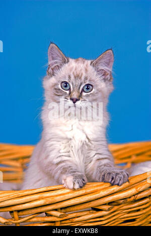 Chaton gris et blanc tabby quelques semaines dans panier,portrait Banque D'Images