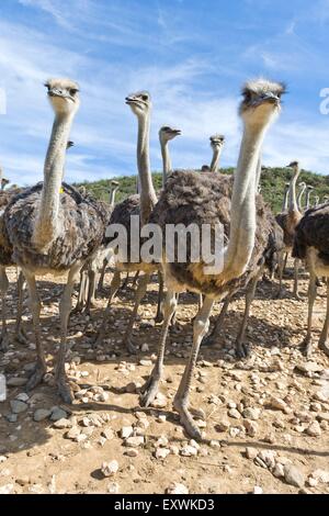 Autruches sur une ferme sur le outscirts de Oudtshoorn, Western Cape, Afrique du Sud Banque D'Images