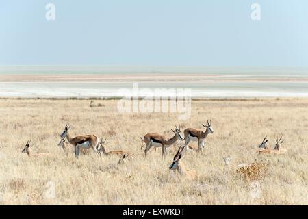 Springbok mâle avec les femelles, Etosha National Park, Namibie Banque D'Images